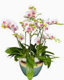  Chậu Lan Hồ Điệp Xinh Xỉu- LHĐ210 