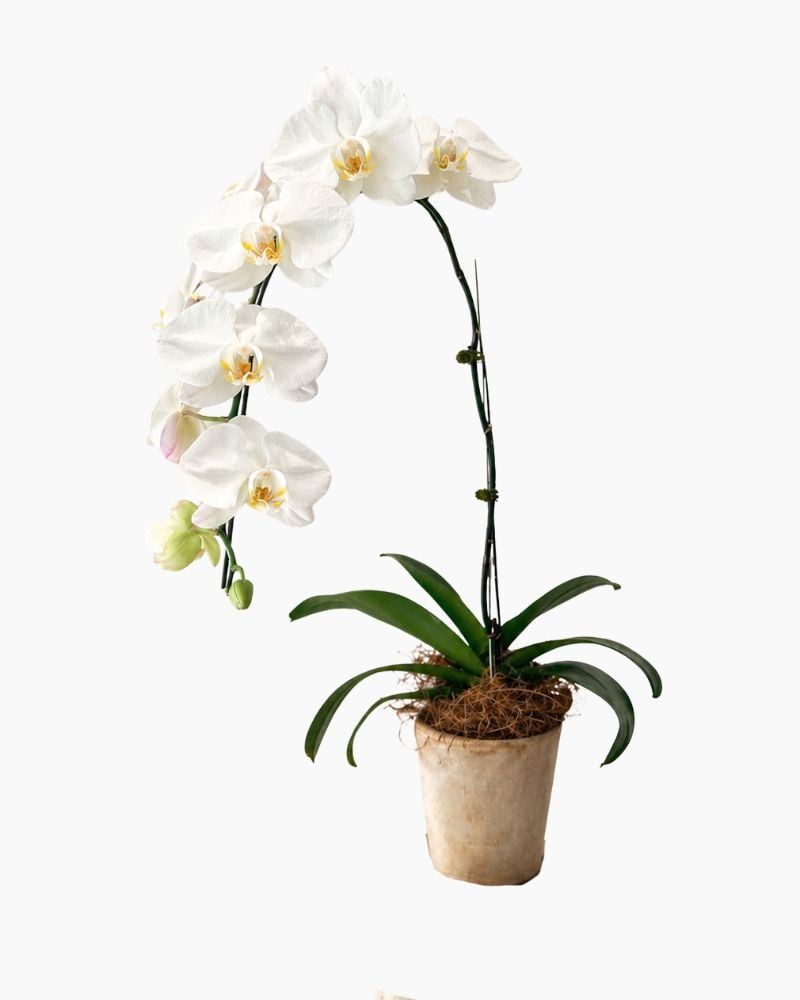  Chậu Lan Hồ Điệp Ngọc Lan Tĩnh - LHD226 