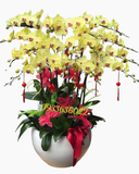  Chậu Lan Hồ Điệp Xuân Vượng - LHĐ158 