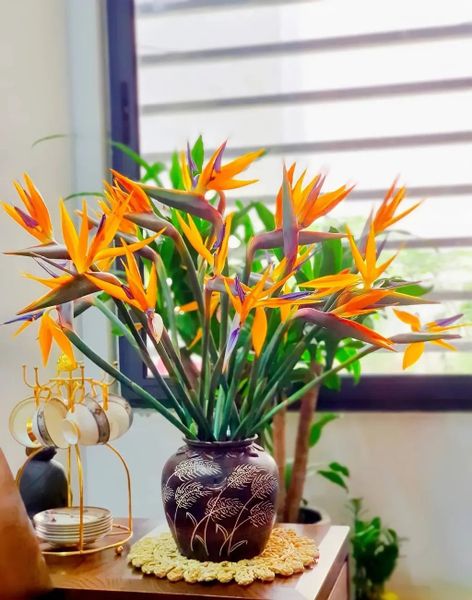  Hoa Thiên Điểu - Hoa Tươi Cắt Cành 