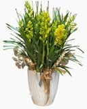  Bình Hoa Địa Lan - HCB61 - Hoa Tết Đẹp 