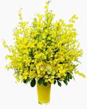  Bình Hoa Lan Vũ Nữ - HCB23 - Hoa tặng mẹ 