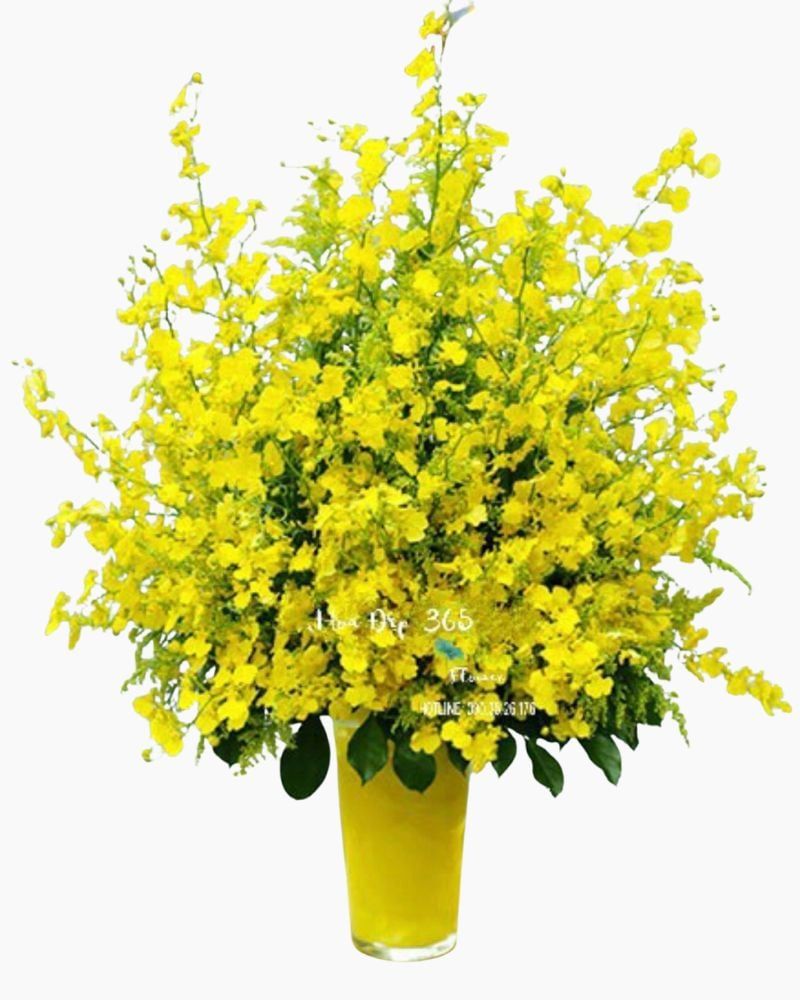  Bình Hoa Lan Vũ Nữ - HCB23 - Hoa tặng mẹ 