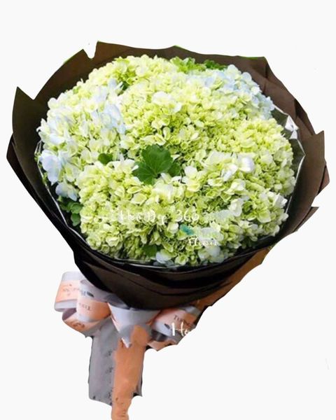 bo-hoa-cam-tu-cau-hbt51