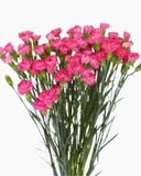  Hoa Cẩm Chướng Chùm - Hoa Cắt Cành 