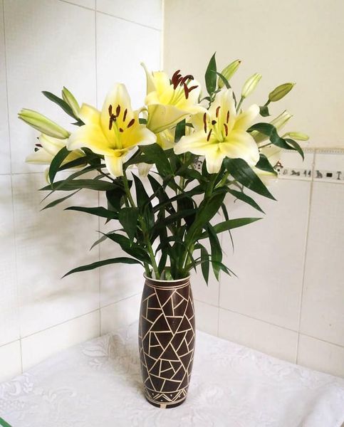 Hoa Ly Ù - Hoa cắt cành loa kèn