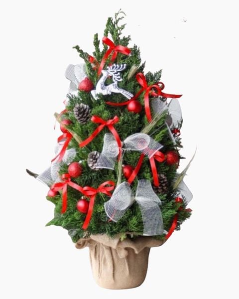 cay-thong-noel-jingle-bell-pine-hgs11-giang-sinh-am-ap