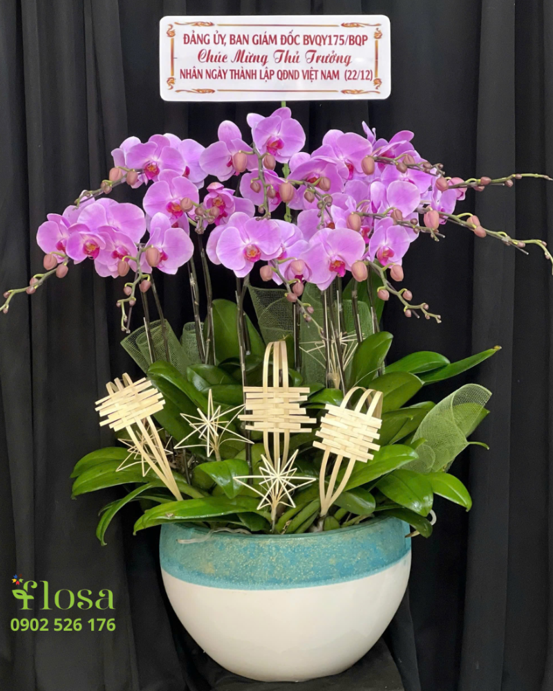  Chậu Lan Hồ Điệp Uyên Ương - LHĐ127 