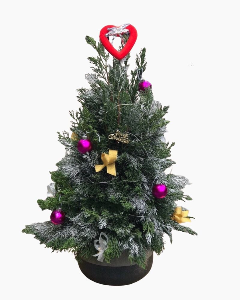 Cây Thông Noel
