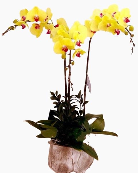 Chậu Hoa Lan: chau-hoa-lan-ho-diep-vang-best-of-luck