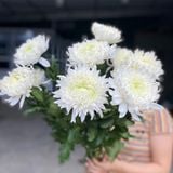  Hoa Cúc Đại Đóa - Hoa Cắt Cành 
