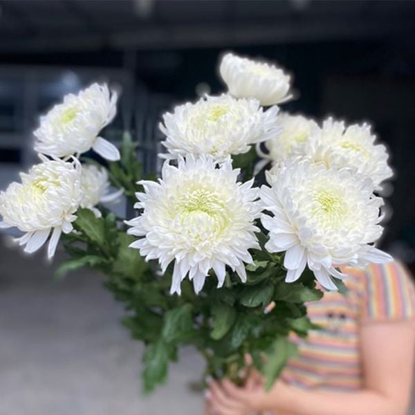 Hoa Cúc Đại Đóa