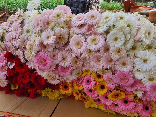 Hoa Đồng Tiền - Hoa Cắt Cành