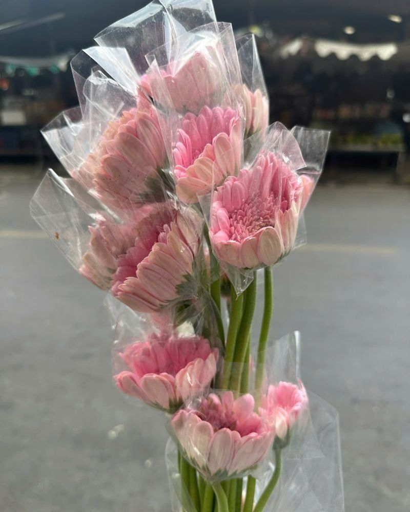  Hoa Đồng Tiền - HCC03 