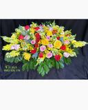  Ovan Sắc Màu - Ovan 28 