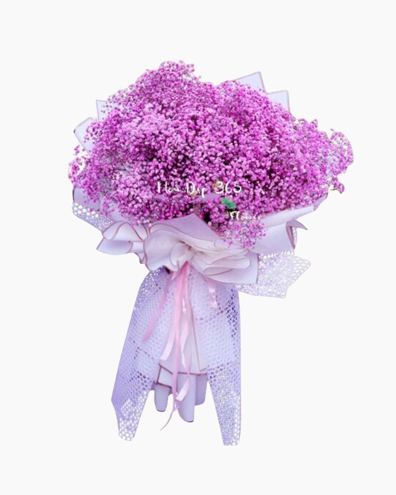  Giấc Mơ Màu Hồng - HBT79 