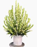  Giỏ Hoa Huệ Trắng - GHV13 - Giỏ Hoa Viếng 