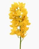  Hoa Địa Lan - Hoa Tươi Cắt Cành Giao 2H Tại TP.HCM 