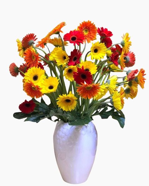 Hoa Đồng Tiền - Hoa Cắt Cành