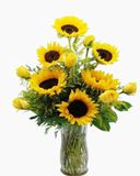  Hoa Hướng Dương - Hoa Cắt Cành 