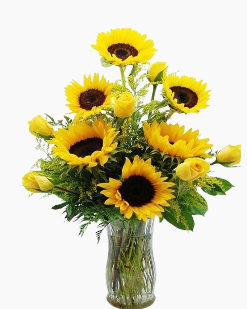  Hoa Hướng Dương - Hoa Cắt Cành 