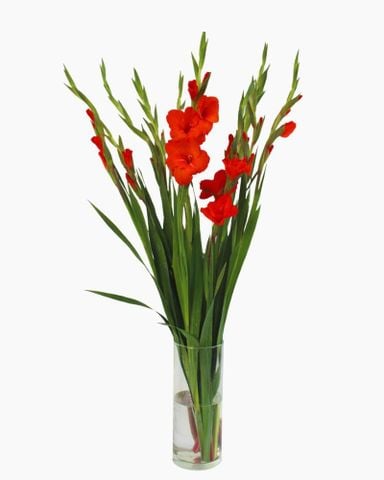 Mẫu Hoa Lay Ơn đẹp giá rẻ