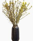  Hoa Mai Mỹ - Hoa cắt cành 