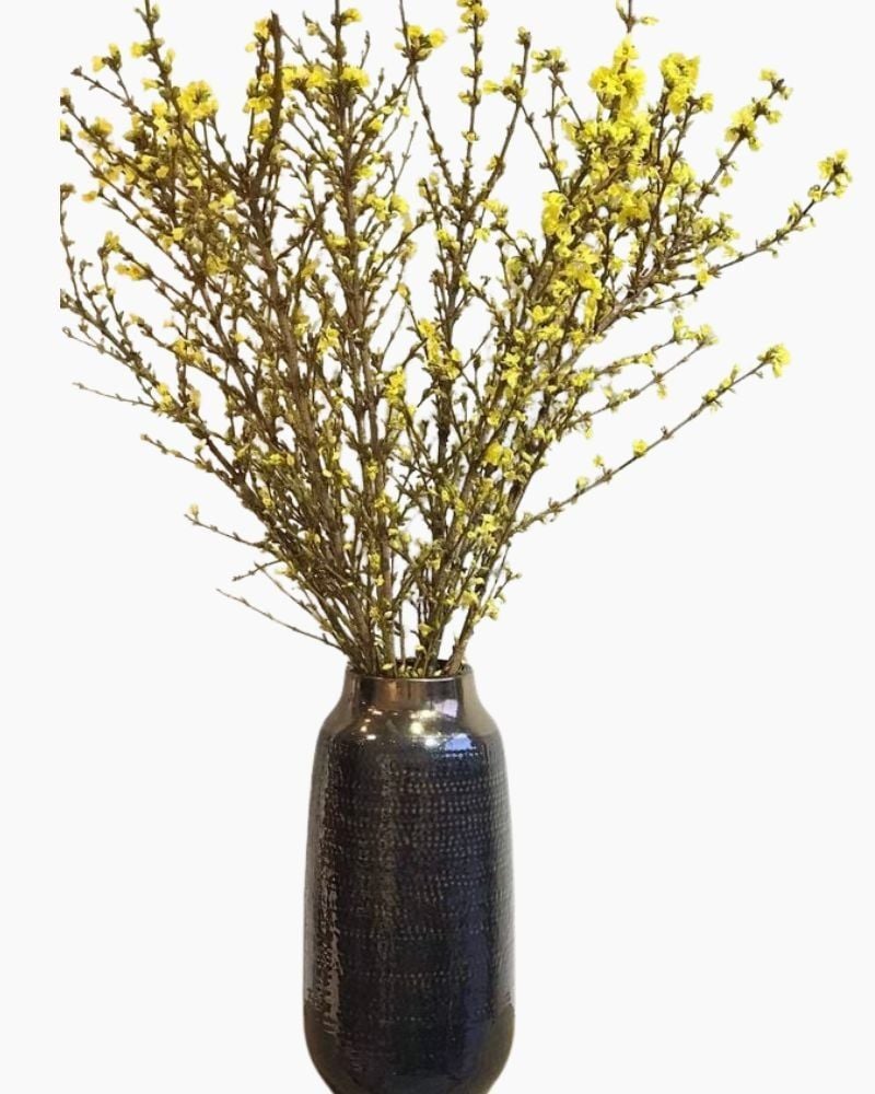  Hoa Mai Mỹ - Hoa cắt cành 