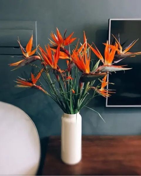  Hoa Thiên Điểu - Hoa Tươi Cắt Cành 