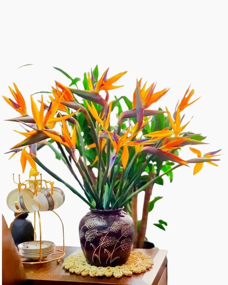  Hoa Thiên Điểu - Hoa Tươi Cắt Cành 