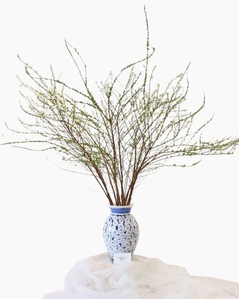 Hoa Cắt Cành Giá Rẻ, Cành Hoa Đẹp Bán Lẻ, Giá Tốt, Giao 2H: hoa-tuyet-mai