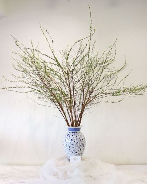 Hoa Tuyết Mai - Hoa Cắt Cành