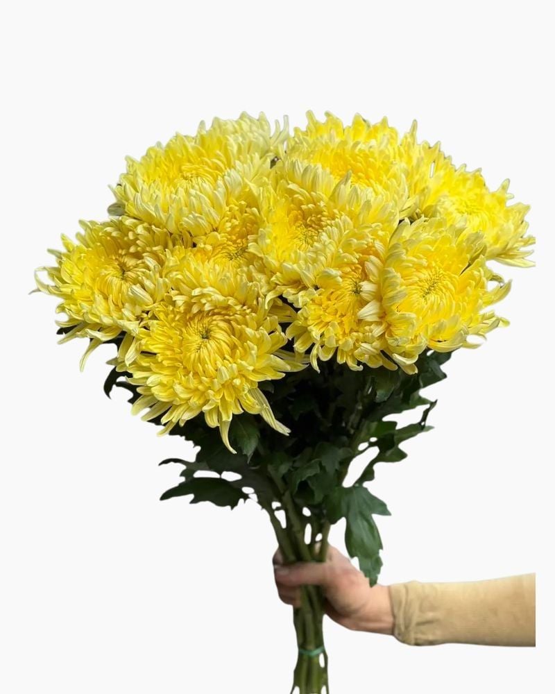  Hoa Cúc Đại Đóa - Hoa Cắt Cành 