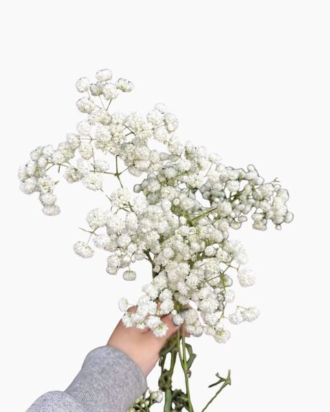 Baby Hà Lan - Hoa Cắt Cành