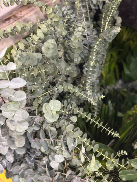 Hoa Cắt Cành Giá Rẻ, Cành Hoa Đẹp Bán Lẻ, Giá Tốt, Giao 2H:  Lá Bạc - HCC08 