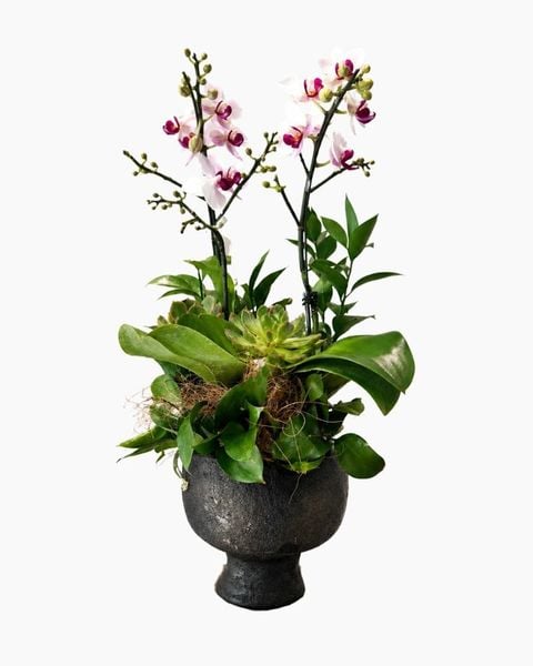 Chậu Hoa Lan Hồ Điệp Mini Nhiều Cành Đẹp, Giá Rẻ: Chậu Lan Hồ Điệp Bạch Lan Cát Tường - LHD232