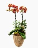  Chậu Lan Hồ Điệp Ánh Dương Cát Tường - LHD231 