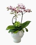  Chậu Lan Hồ Điệp Bạch Hồng An Nhiên - LHD251 