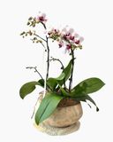  Chậu Lan Hồ Điệp Bạch Hồng Thanh An - LHD249 