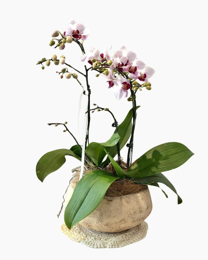  Chậu Lan Hồ Điệp Bạch Hồng Thanh An - LHD249 