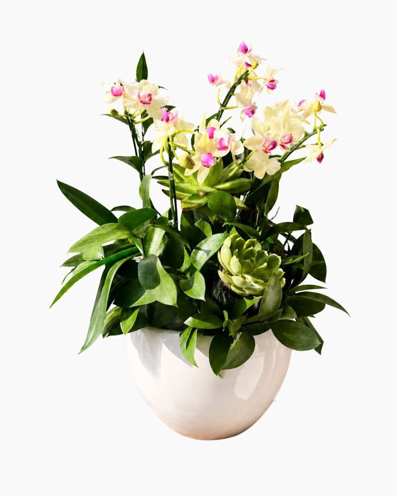  Chậu Lan Hồ Điệp Xuân Ngọc Lan - LHD227 