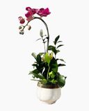  Chậu Lan Hồ Điệp Hồng Diễm An Nhiên - LHD234 