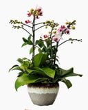  Chậu Lan Hồ Điệp Ngọc Lan Thịnh An - LHD233 