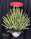  Bình Hoa Huệ Xanh  - HCB82 