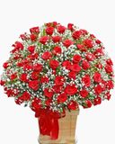  Nồng Cháy - HCH79 - Hoa Hồng 20/10 