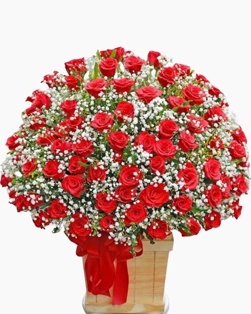  Nồng Cháy - HCH79 - Hoa Hồng 20/10 