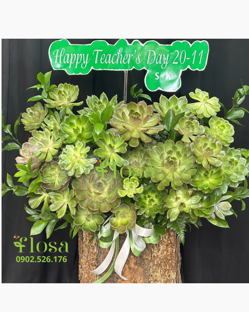  Sen Đá Tình Yêu - HCH124 