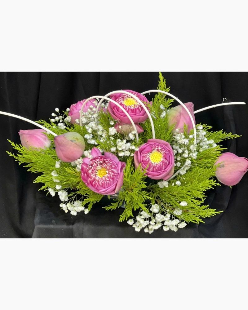  Sen Hồng - Ovan 26 