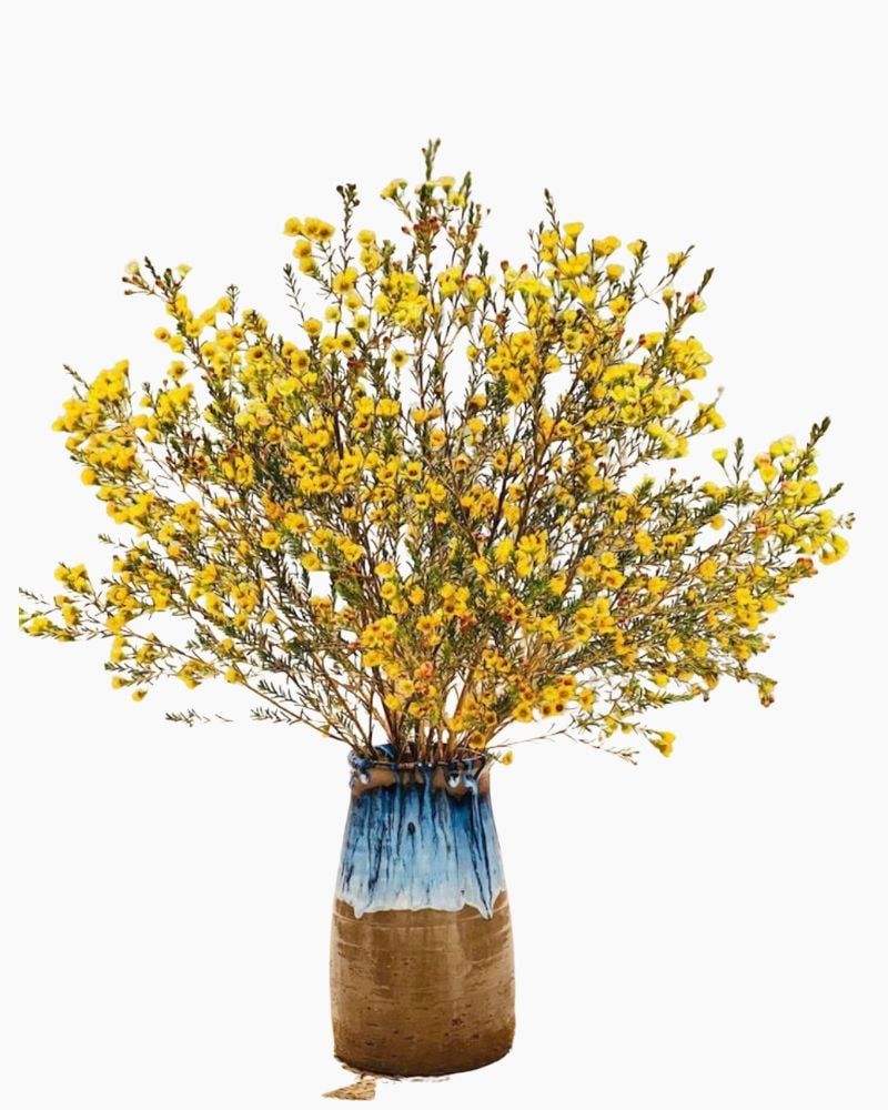  Tết Ấm Áp - HCB58 - Hoa Chưng Tết 