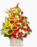  Tình Yêu Màu Nắng - HCH42 